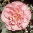 Kay hallstone